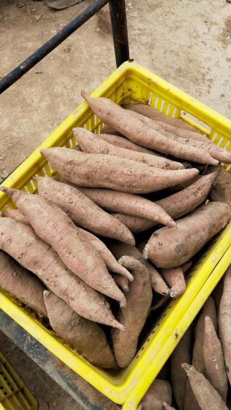 秦薯四号3两以上商品薯白心