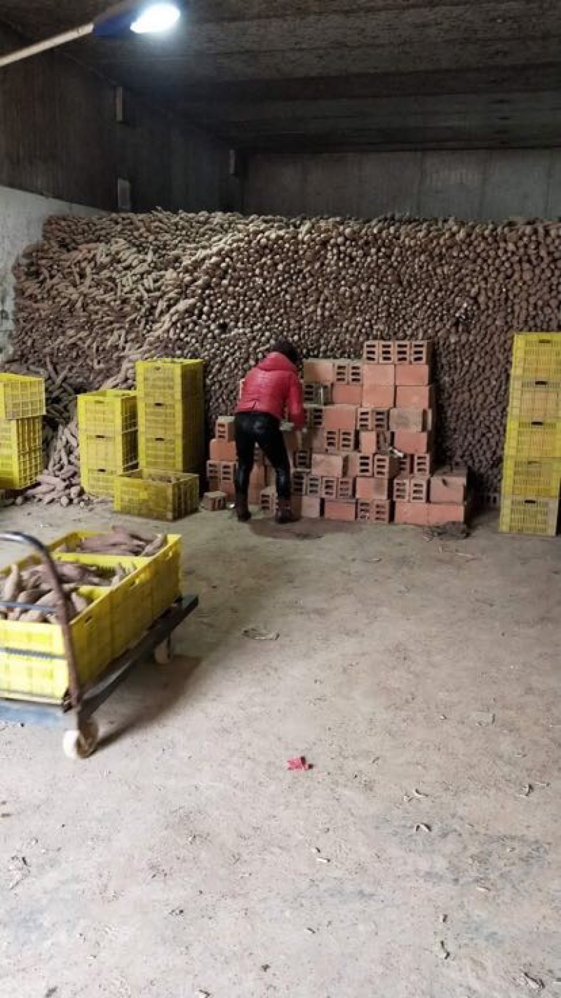 秦薯四号3两以上商品薯白心