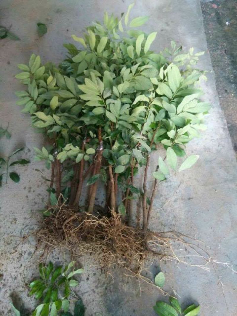 龙眼树苗30~50cm
