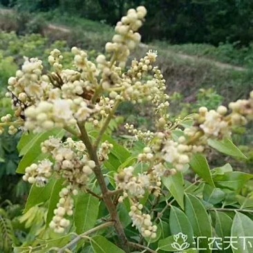 龙眼树苗30~50cm