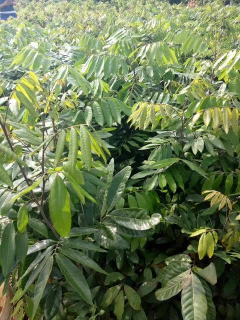龙眼树苗30~50cm