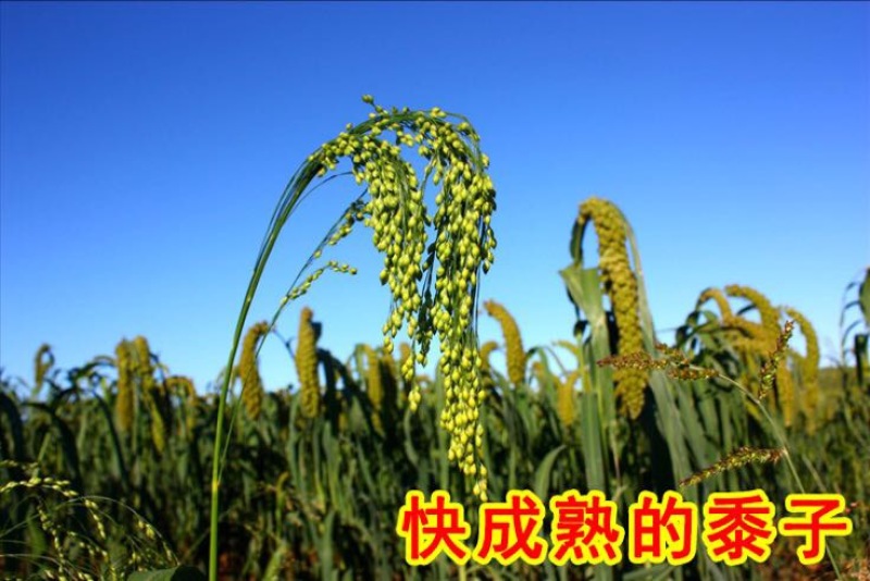 糕面