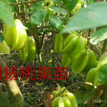 杨桃苗