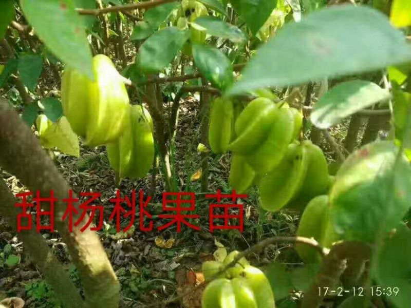 杨桃苗