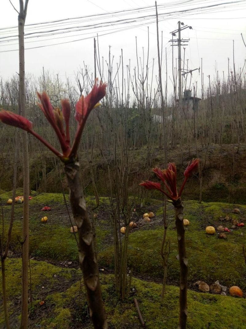 香椿芽11~20cm