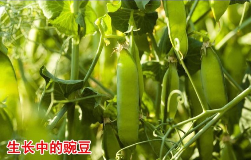 豆面