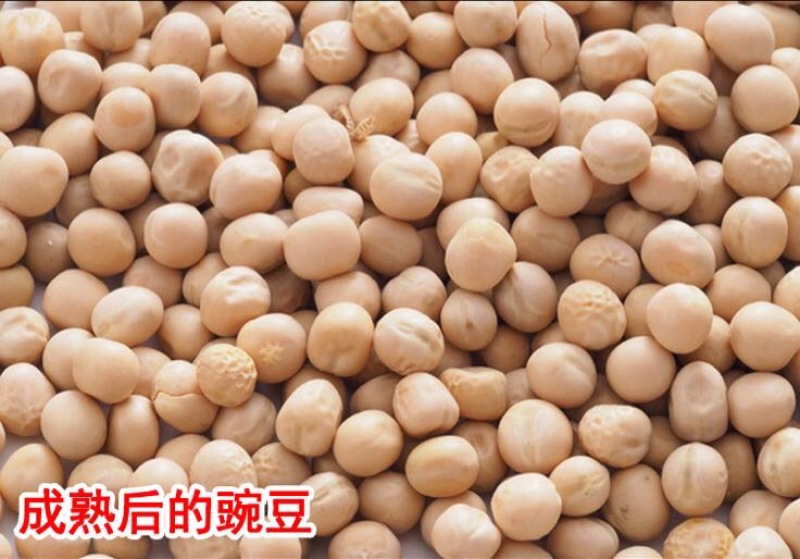 豆面