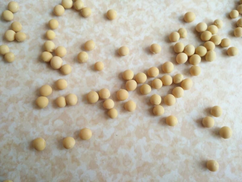 大豆优质