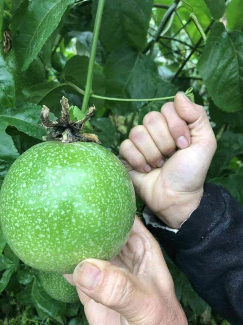 黄金百香果苗10~20cm