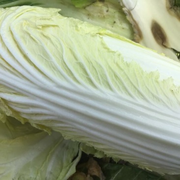 白菜2~3斤净菜