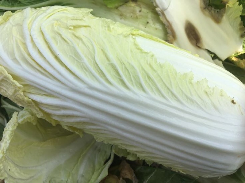 白菜2~3斤净菜