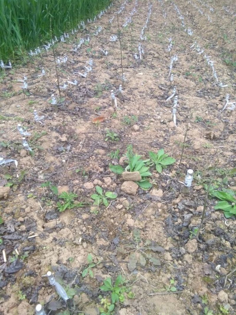 核桃苗二年苗50~100cm