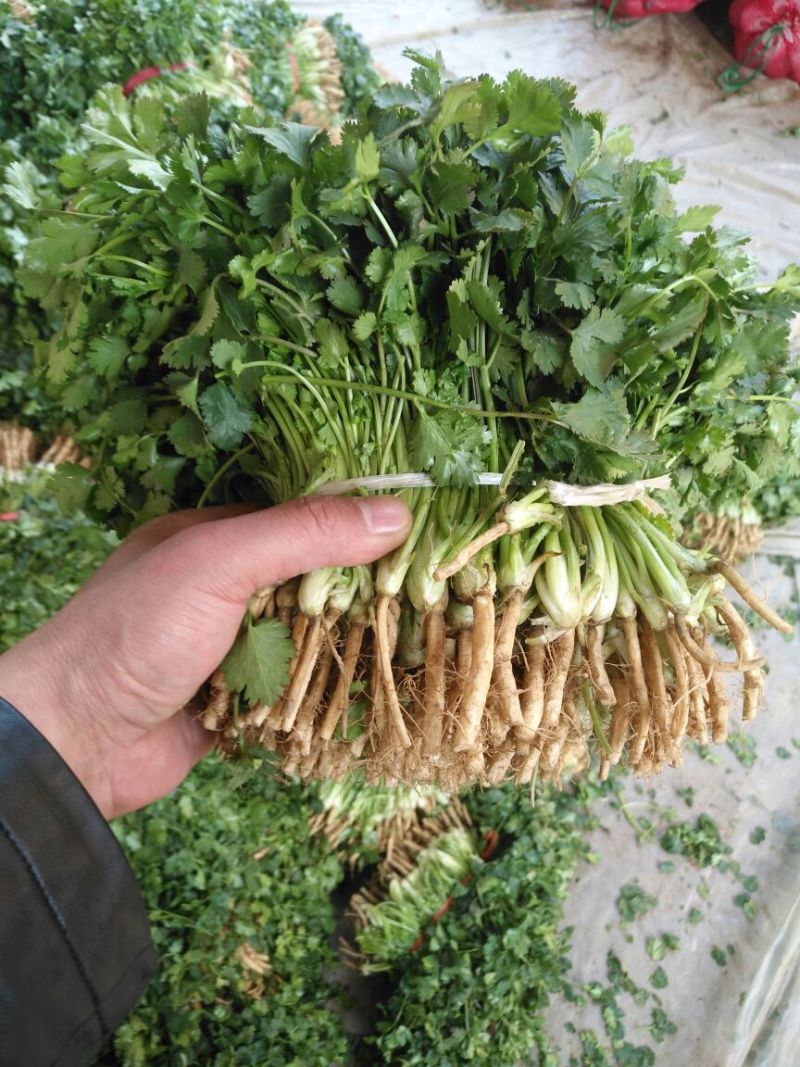 供应优质，大叶香菜20厘米以下，冰块冰瓶齐全，货发全国