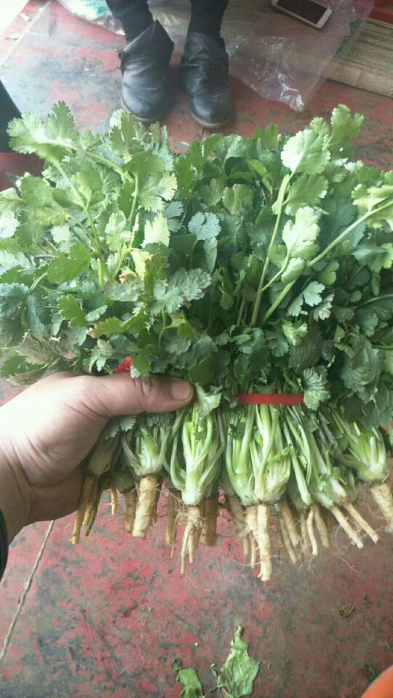 供应优质，大叶香菜20厘米以下，冰块冰瓶齐全，货发全国