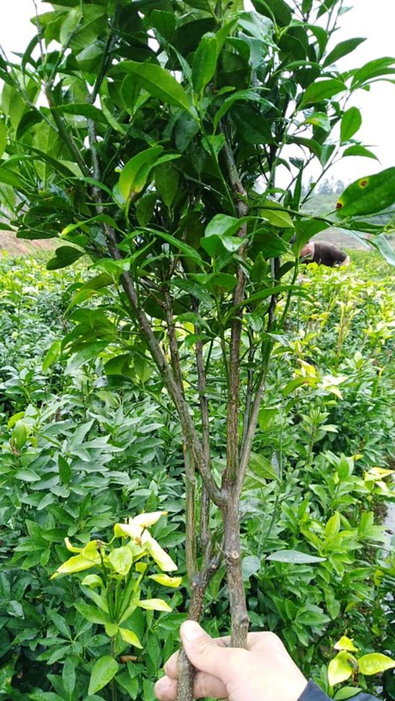 沃柑苗50~80cm