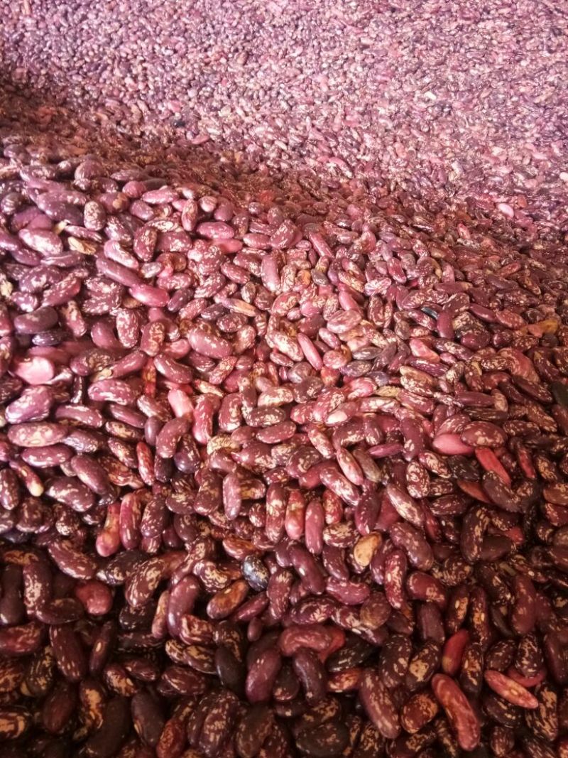 红豆红花芸豆