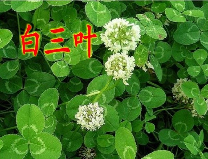 白三叶种子净籽发芽快包发芽18－20斤/亩