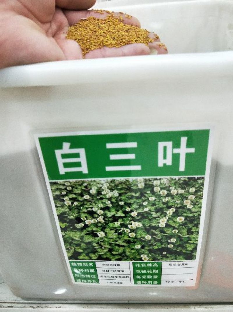 白三叶种子净籽发芽快包发芽18－20斤/亩