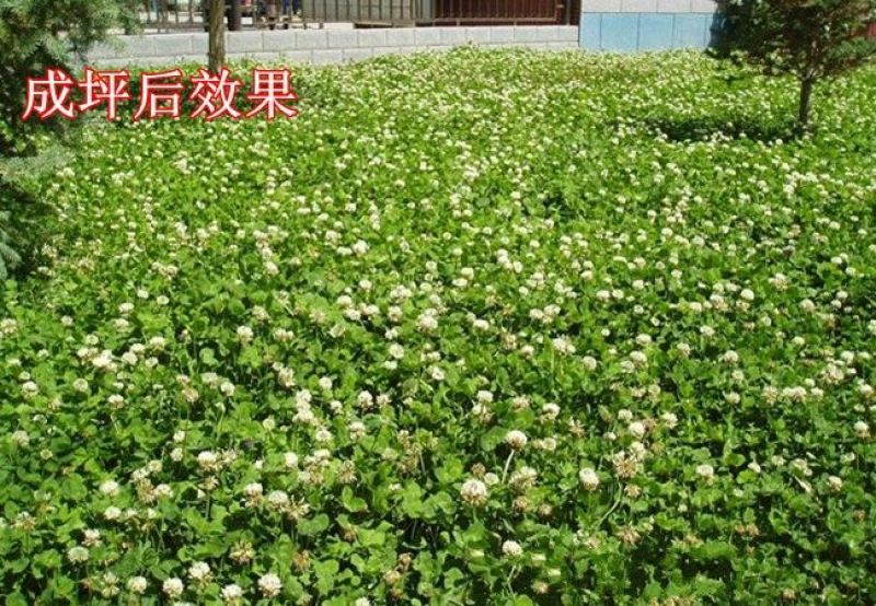 白三叶种子净籽发芽快包发芽18－20斤/亩