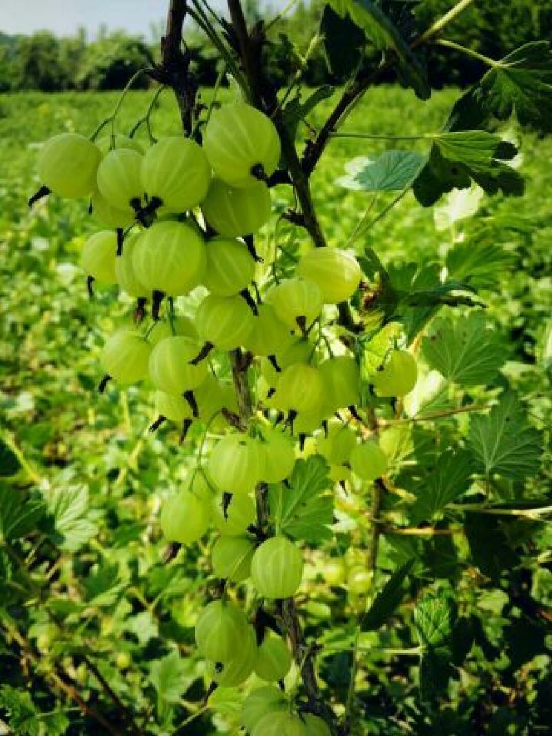 灯笼果苗适合南北方大面积种植管理简单适合加工泡酒