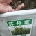 苏丹草种子牧草种子家禽牲畜专用牧草6-8斤/亩