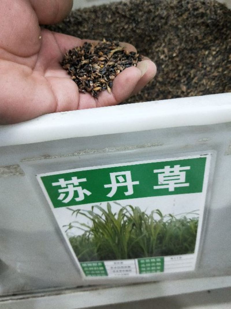 苏丹草种子牧草种子家禽牲畜专用牧草6-8斤/亩