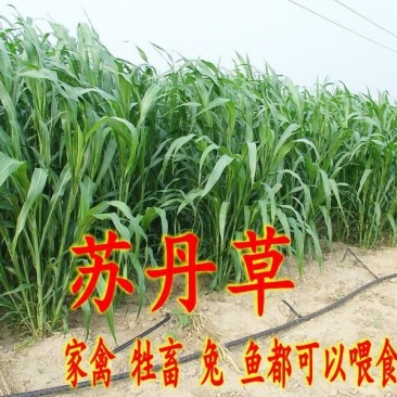 苏丹草种子牧草种子家禽牲畜专用牧草6-8斤/亩