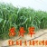 苏丹草种子牧草种子家禽牲畜专用牧草6-8斤/亩