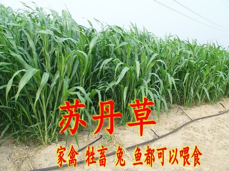 苏丹草种子牧草种子家禽牲畜专用牧草6-8斤/亩