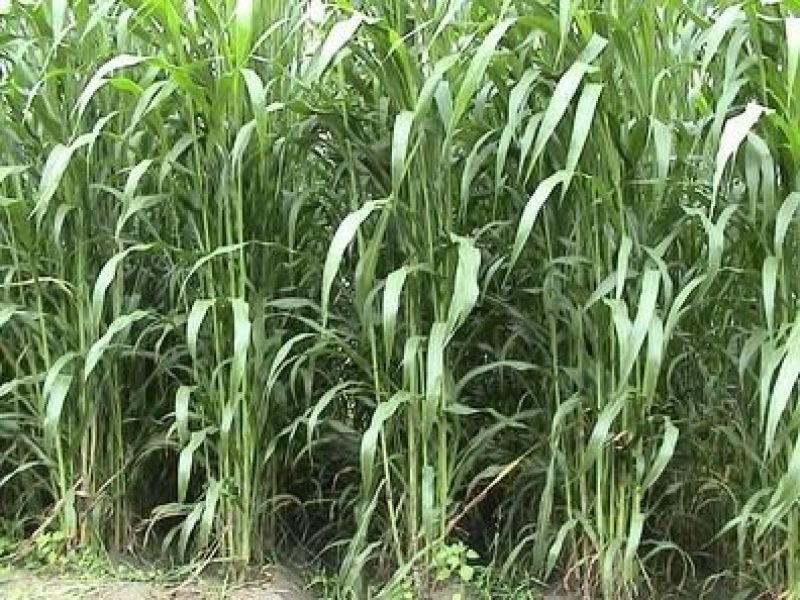 苏丹草种子牧草种子家禽牲畜专用牧草6-8斤/亩