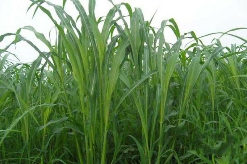 苏丹草种子牧草种子家禽牲畜专用牧草6-8斤/亩