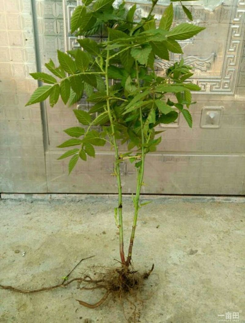 树莓苗红树莓，黑树莓黄树莓，现起现发，保湿发货