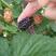树莓苗红树莓，黑树莓黄树莓，现起现发，保湿发货