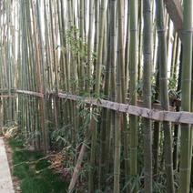 钢竹9~10m