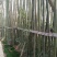 钢竹9~10m