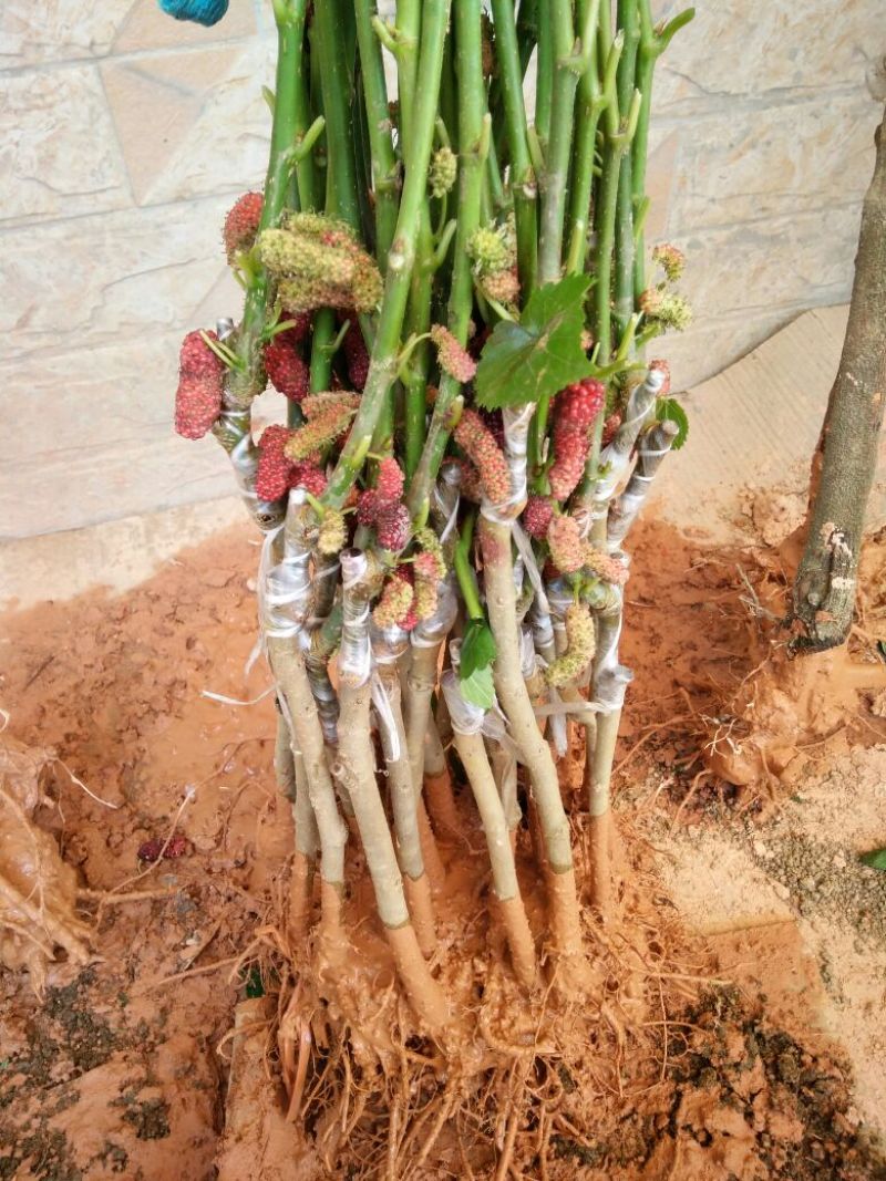 桑椹树苗当年种当年结果嫁接苗地载庭院种植阳台