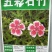 五彩石竹种子净籽发芽快花色漂亮