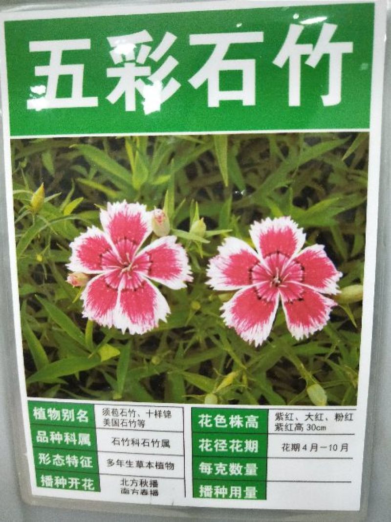 五彩石竹种子净籽发芽快花色漂亮
