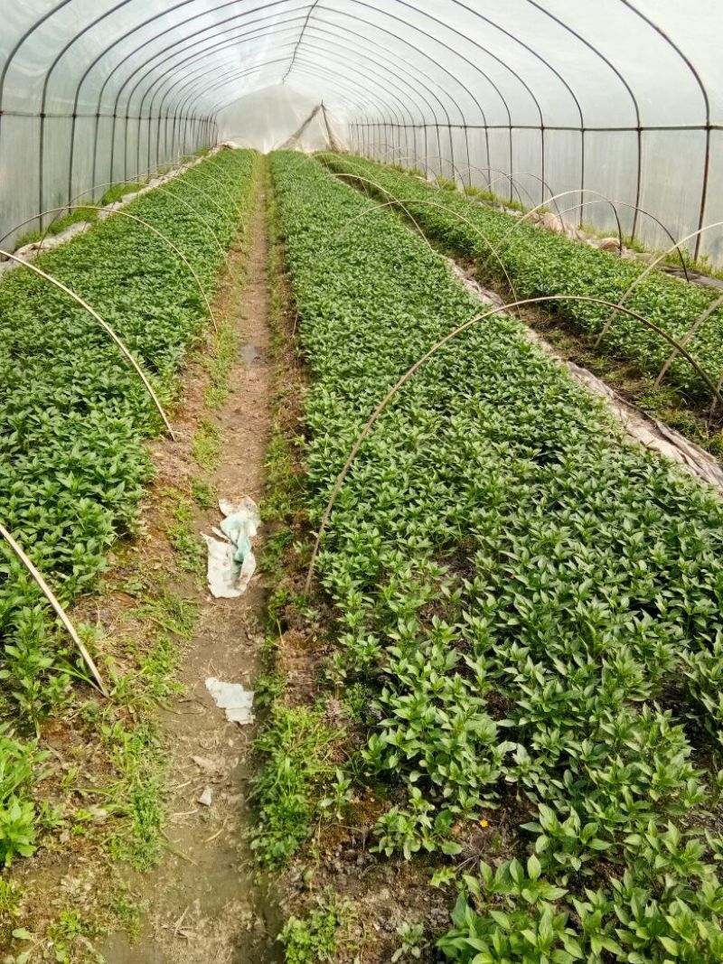辣椒苗，线椒苗子，基地在醴陵东富