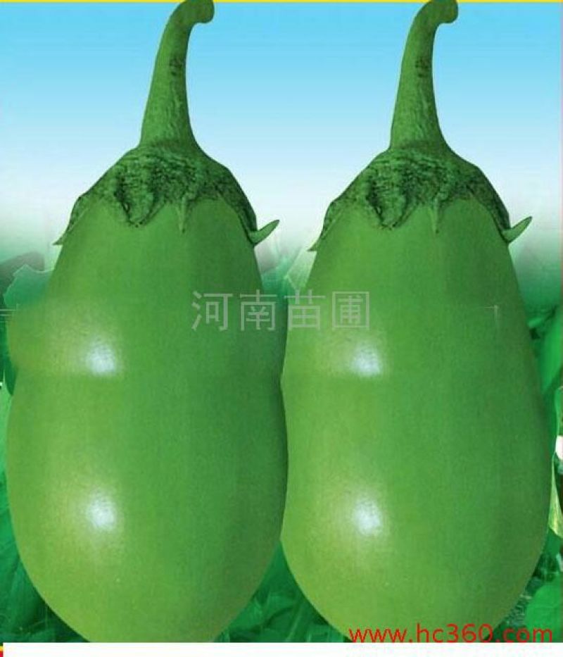 辣椒苗，线椒苗子，基地在醴陵东富