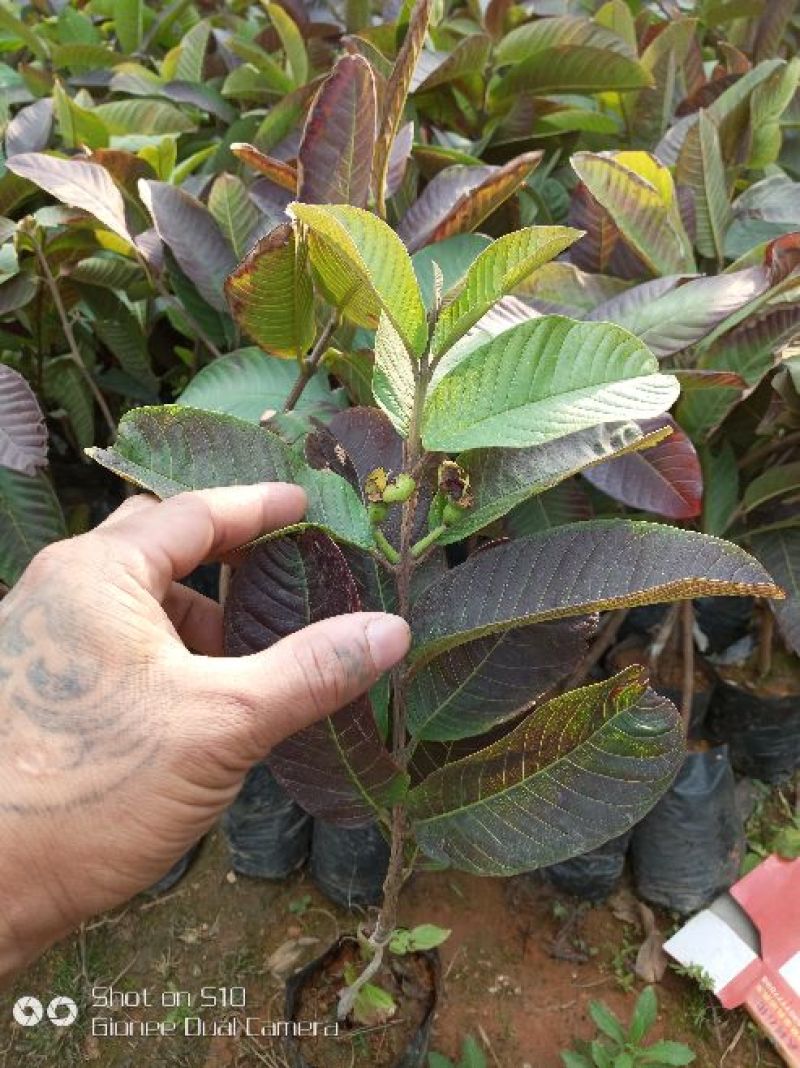 番石榴苗30~50cm