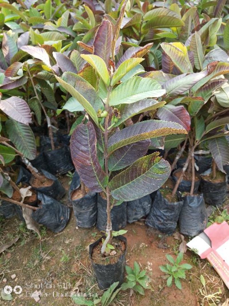 番石榴苗30~50cm