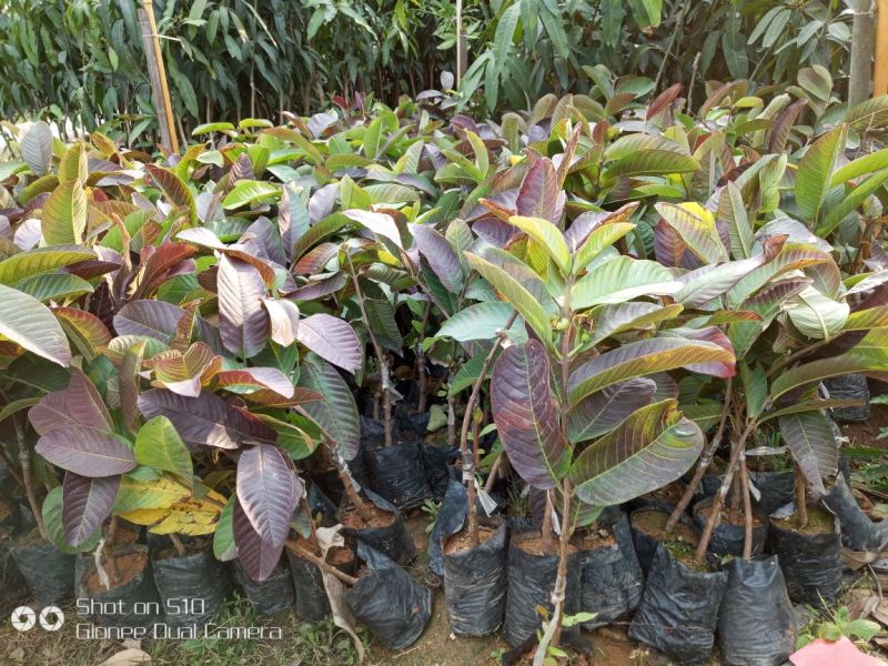 番石榴苗30~50cm