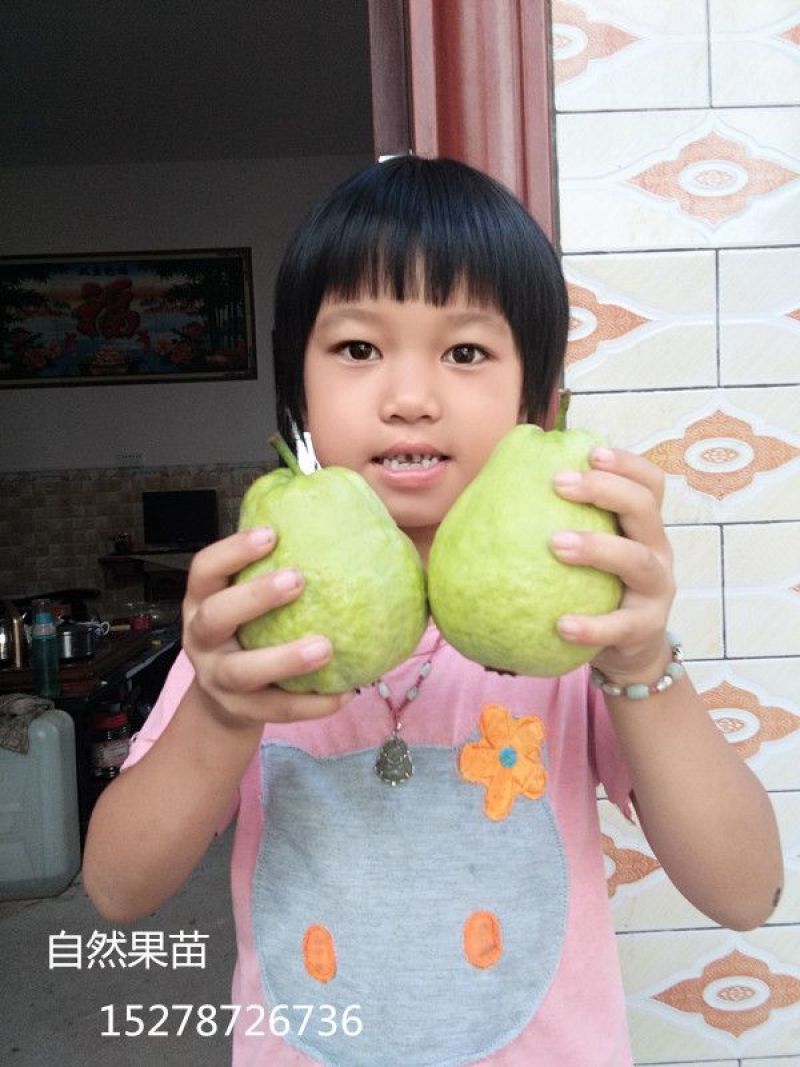 番石榴苗30~50cm