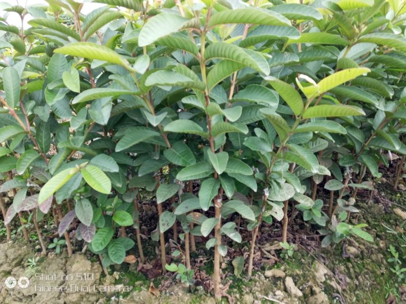 番石榴苗30~50cm