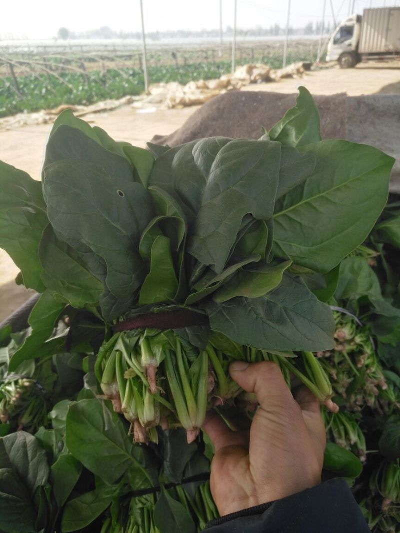 河南焦作一手货源菠菜新鲜翠绿，对接全国欢迎采购热卖中