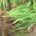黄花鸢尾不含盆