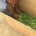 黄花鸢尾不含盆