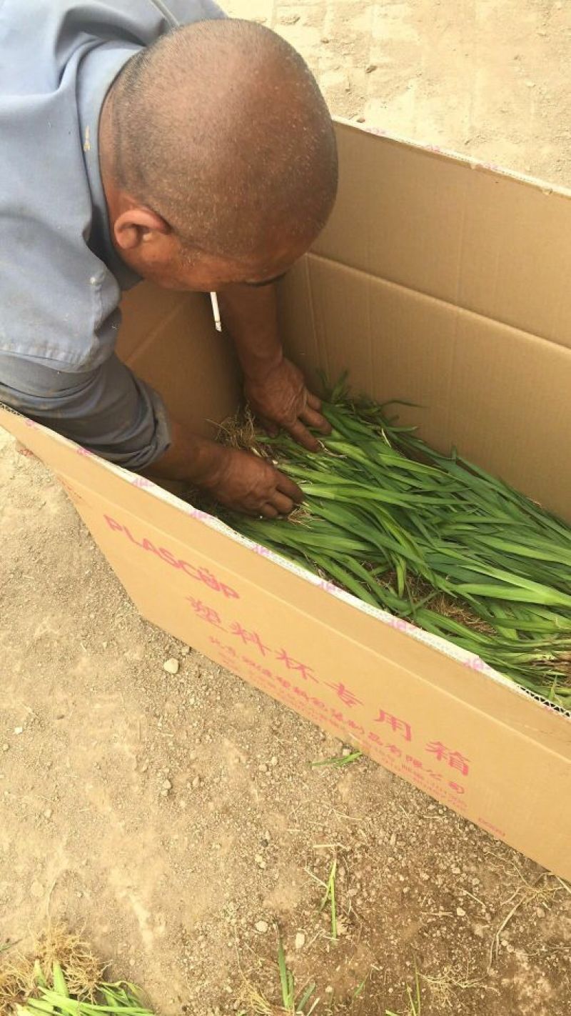黄花鸢尾不含盆