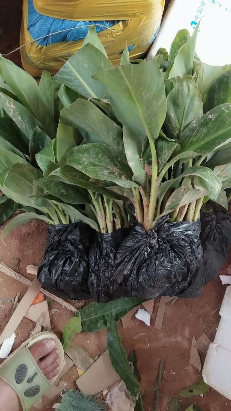 香蕉苗一级良种1~2年